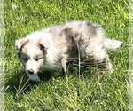 Small #5 Shetland Sheepdog