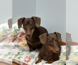 Jasper and Luna - Female Dachshund Dog for Adoption - Photo #6