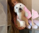 Small Photo #1 Labrador Retriever Puppy For Sale in FORT LUPTON, CO, USA