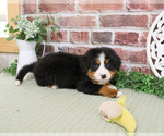Small #5 Bernese Mountain Dog