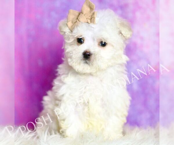 Medium Photo #52 Maltipoo (Miniature) Puppy For Sale in WARSAW, IN, USA