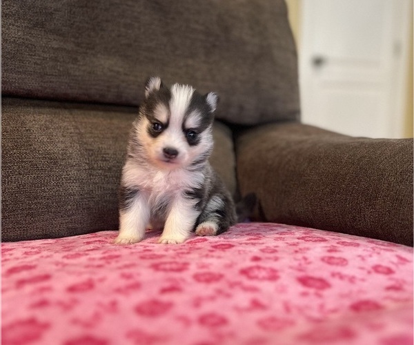 Medium Photo #3 Pomsky Puppy For Sale in DRACUT, MA, USA