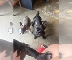 Small #5 French Bulldog