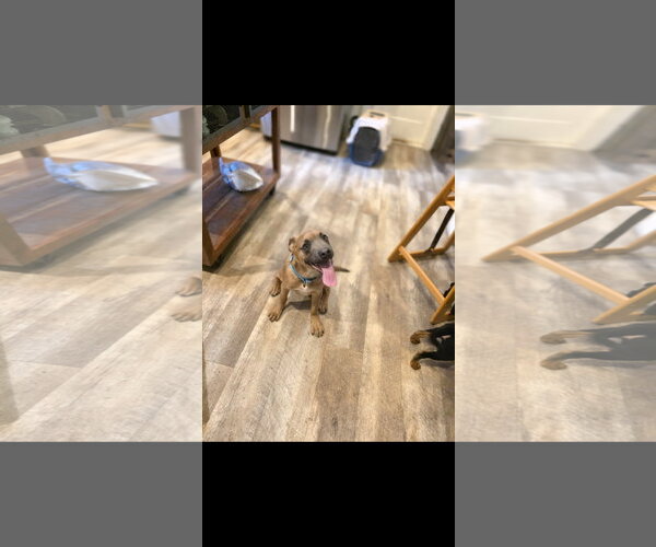 Medium Photo #3 Mutt Puppy For Sale in New London, WI, USA