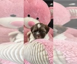 Small #2 Shih Tzu