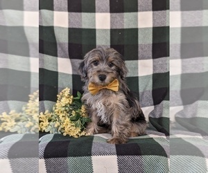 YorkiePoo Puppy for sale in LINCOLN UNIVERSITY, PA, USA