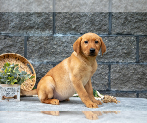 Medium Labrador Retriever
