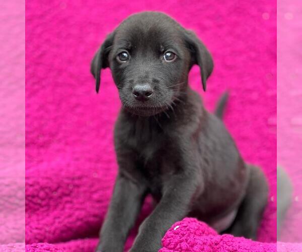 Medium Photo #1 Labrador Retriever-Unknown Mix Puppy For Sale in San Diego, CA, USA
