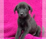 Small Labrador Retriever Mix