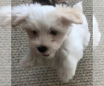 Small Photo #5 Morkie Puppy For Sale in PALATKA, FL, USA