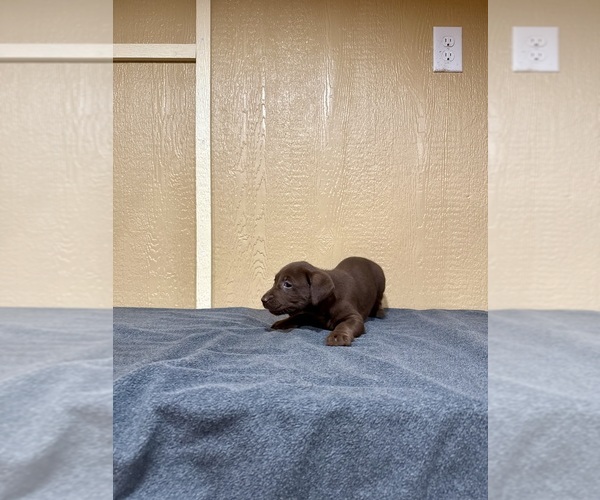 Medium Photo #5 Labrador Retriever Puppy For Sale in FREDERICKSBURG, TX, USA