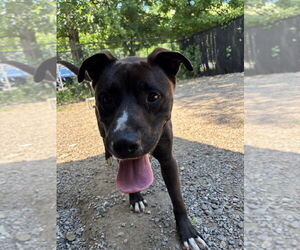 Mutt Dogs for adoption in Elmsford, NY, USA