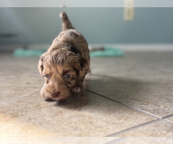 Medium Photo #4 Poovanese Puppy For Sale in TUCSON, AZ, USA
