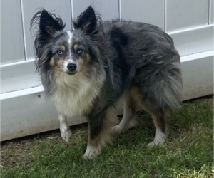 Father of the Miniature Australian Shepherd puppies born on 05/04/2025