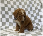 Cosmo - Male Goldendoodle (Miniature) Puppy for Sale - Photo #5