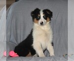 Small Photo #2 Australian Shepherd Puppy For Sale in HOLTWOOD, PA, USA