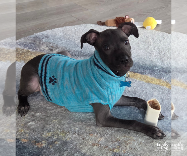 Medium Photo #9 Mutt Puppy For Sale in Washington, DC, USA