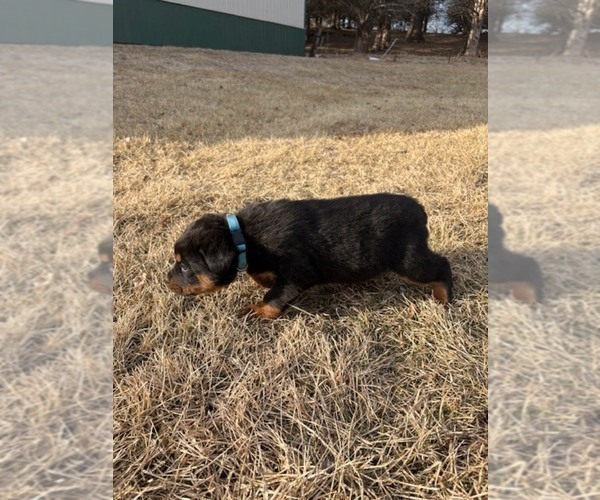 Medium Photo #13 Bernese Mountain Dog-Rottweiler Mix Puppy For Sale in SHEFFIELD, IL, USA