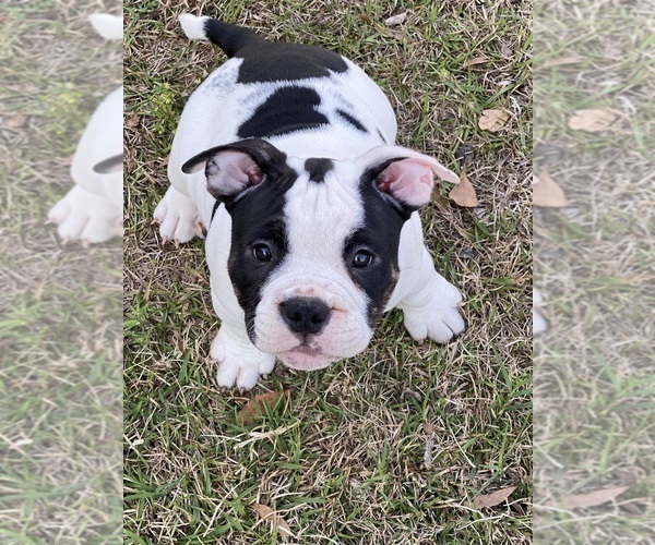 Medium Photo #1 American Bully Puppy For Sale in HANAHAN, SC, USA