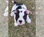 Small Photo #1 American Bully Puppy For Sale in HANAHAN, SC, USA