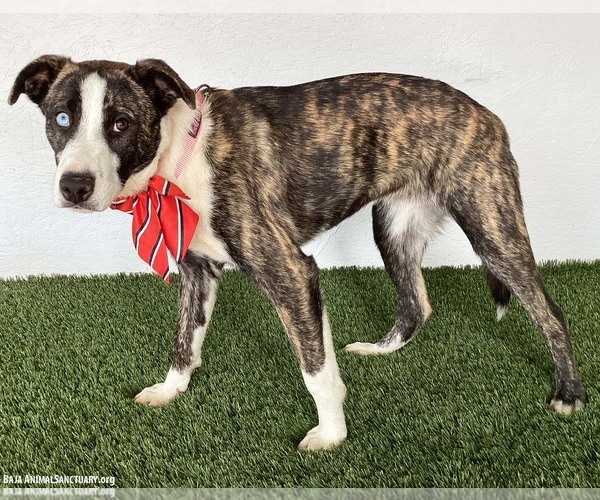 Medium Photo #3 Mutt Puppy For Sale in San Diego, CA, USA