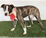 Small Photo #3 Mutt Puppy For Sale in San Diego, CA, USA