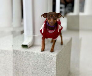 Miniature Pinscher Dogs for adoption in Visalia, CA, USA