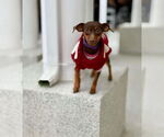 Small Miniature Pinscher