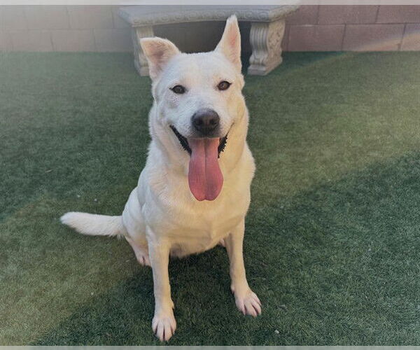 Medium Photo #3 Siberian Husky-Unknown Mix Puppy For Sale in Moreno Valley, CA, USA