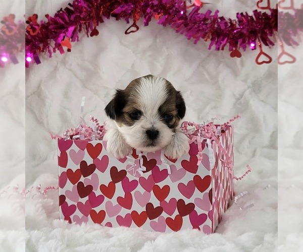 Medium Photo #1 Zuchon Puppy For Sale in ARTHUR, IL, USA