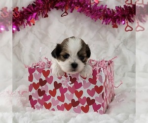 Zuchon Puppy for sale in ARTHUR, IL, USA