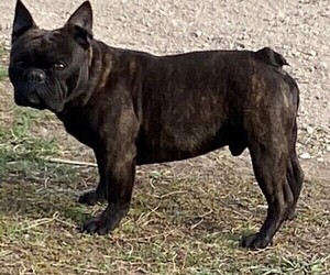 Father of the French Bulldog puppies born on 03/25/2021