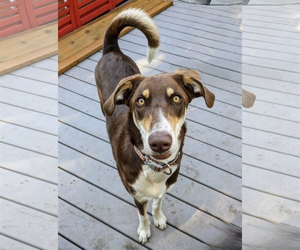 Medium Photo #1 Mutt Puppy For Sale in Sandy, UT, USA