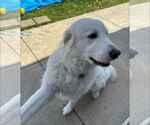 Small #3 Great Pyrenees
