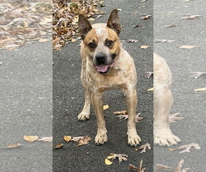 American Bulldog-Unknown Mix Dogs for adoption in Spotsylvania, VA, USA