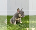 Small French Bulldog