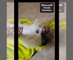 Small #1 Havanese