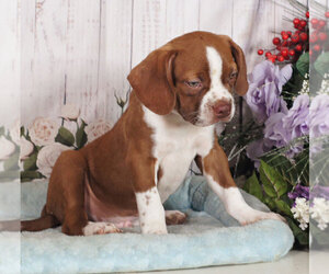 Boglen Terrier Puppy for sale in PENNS CREEK, PA, USA