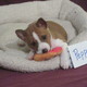 Medium Photo #1 Basenji Puppy For Sale in PASADENA, TX, USA