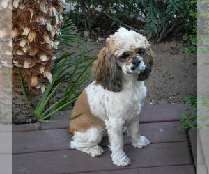 Mother of the Cockapoo puppies born on 04/14/2025