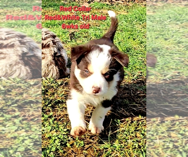 Medium Photo #2 Border Collie Puppy For Sale in BYBEE, TN, USA
