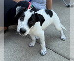 Small #1 Labrador Retriever Mix