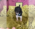 Small Photo #35 Poodle (Standard) Puppy For Sale in LEXINGTON, SC, USA