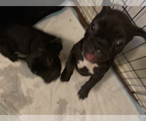 French Bulldog Puppy for sale in DETROIT, MI, USA