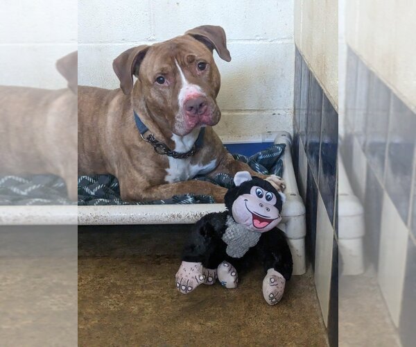 Medium Photo #3 American Pit Bull Terrier-American Staffordshire Terrier Mix Puppy For Sale in Richmond, IN, USA