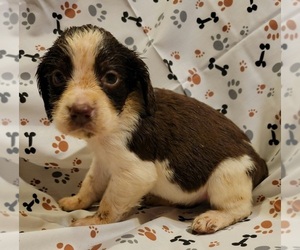 English Springer Spaniel Puppy for sale in HENDERSON, NC, USA