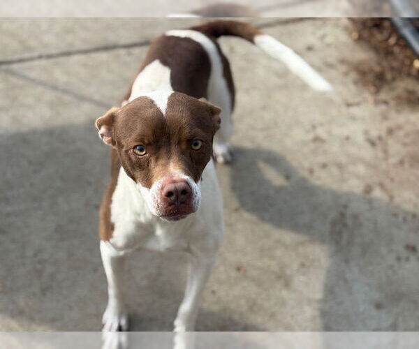 Medium Photo #2 American Pit Bull Terrier Puppy For Sale in Tulsa, OK, USA