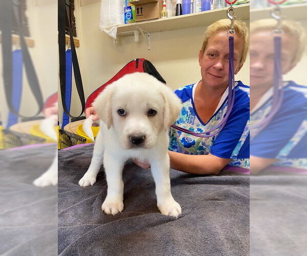 Medium Photo #2 Great Pyrenees-Unknown Mix Puppy For Sale in Pueblo West, CO, USA