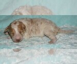 Small #1 Miniature Labradoodle