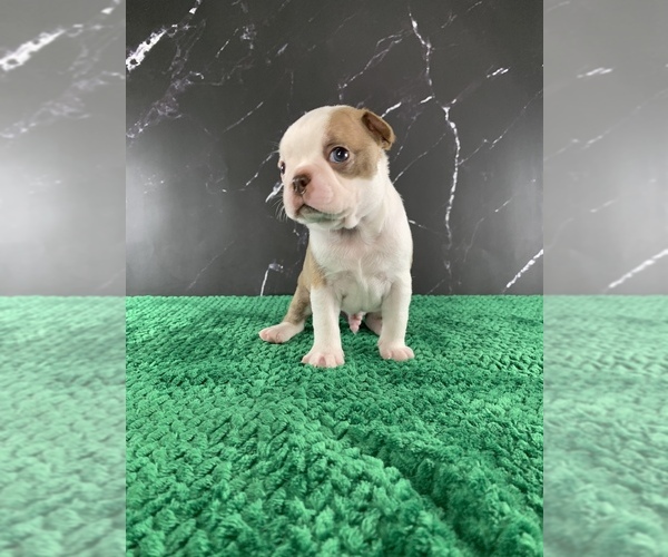 Medium Photo #135 Boston Terrier Puppy For Sale in TULARE, CA, USA